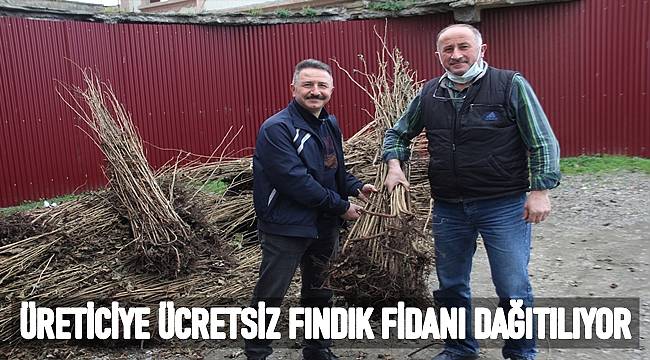 Fındık üreticinse ücretsiz fındık fidanı dağıtılıyor