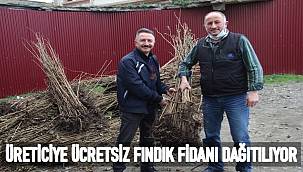 Fındık üreticinse ücretsiz fındık fidanı dağıtılıyor