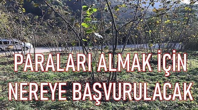 Fındık üreticisine o paralar ne zaman ödenecek