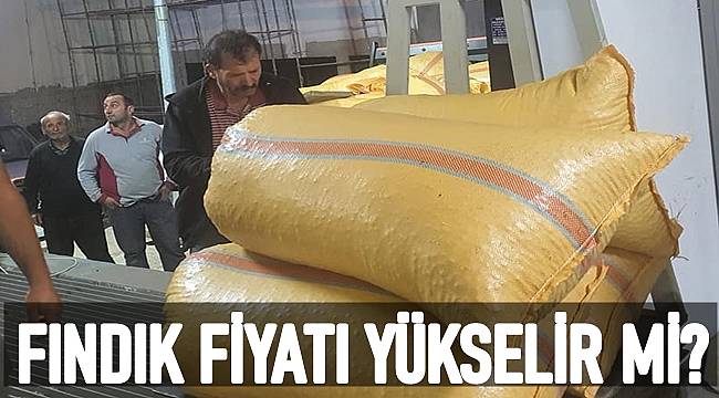 Güncel fındık fiyatları 5 Kasım Cuma