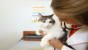 Kedinizi Veteriner Hekime Götürün