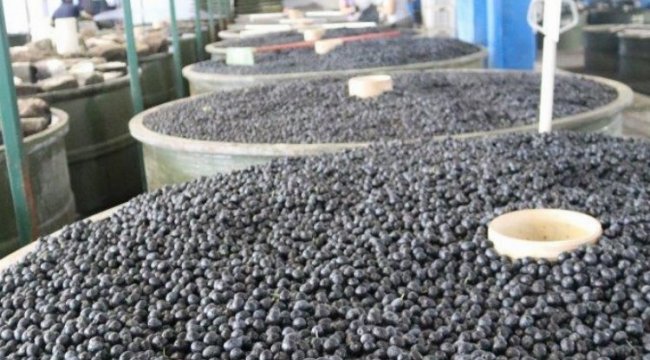 Marmarabirlik yeni mahsulün ödemelerine başlıyor