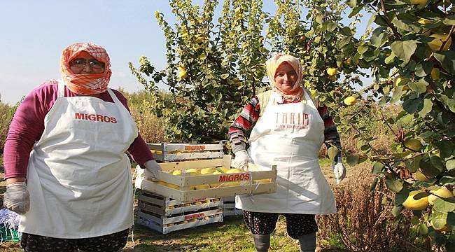 Migros 1000 ton ayva ve kivi alımı yaptı
