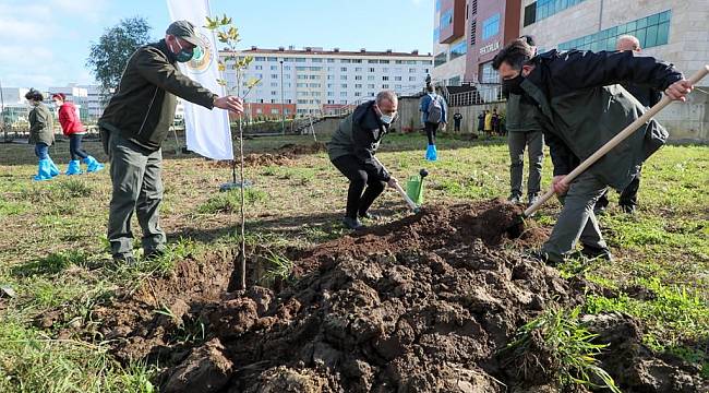 Ordu&#039;da 116 bin fidan toprakla buluştu