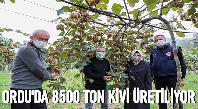 Ordu'da kivi hasadı başladı