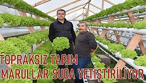 Ordu'da topraksız tarım. Marullar suda yetişiyor