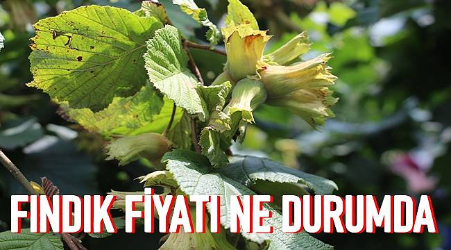 Serbest piyasada fındık fiyatları