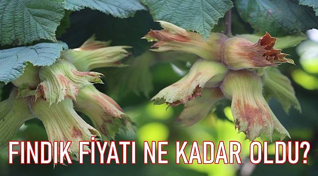 8 Aralık Çarşamba Fındık Fiyatları