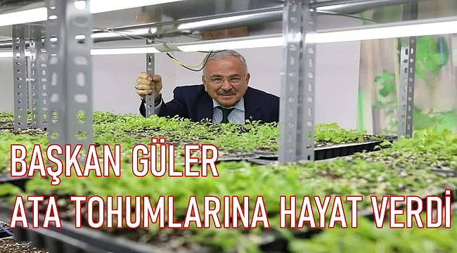 Ata tohumları Ordu'da hayat buluyor