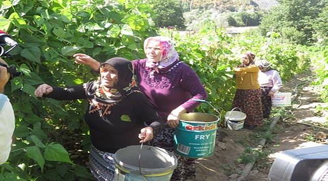 DOKA  Ordu'da coğrafi işaretli ürün yetiştirenlere eğitim verecek