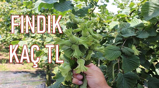 Fındık Fiyatı :1 Aralık Çarşamba Fındık Fiyatı