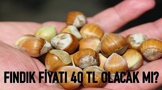 Fındık fiyatı 40 TL olsun