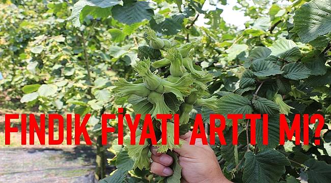 Fındık fiyatı: 7 Aralık Salı Fındık Fiyatı