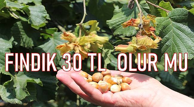 Fındık fiyatları: 6 Aralık Pazartesi fındık fiyatı