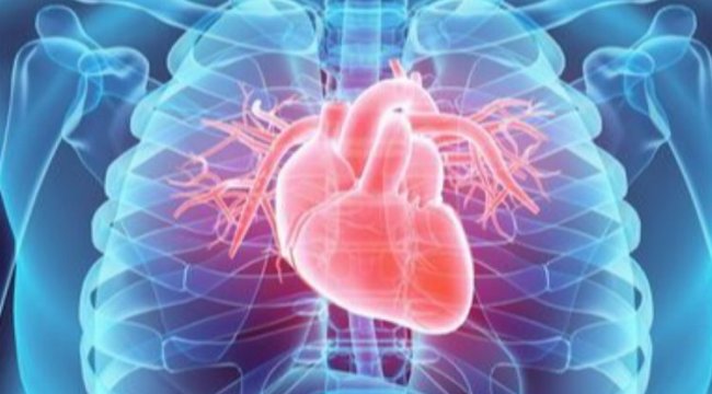 Kalbin kendi mucizesi 'Mitral Kapak'