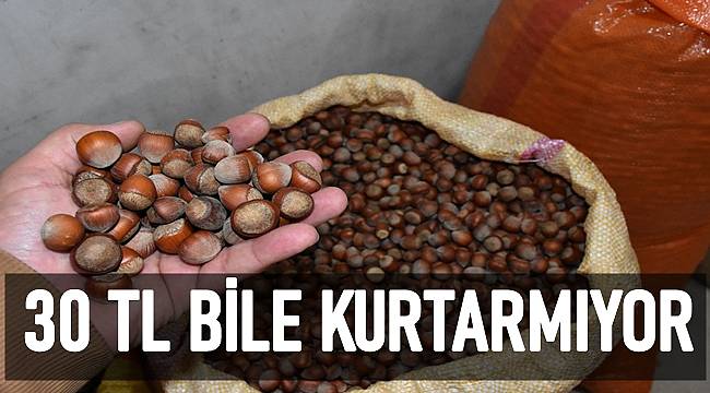 Karan: Fındığın 30 TL olması bile maliyetleri kurtarmıyor