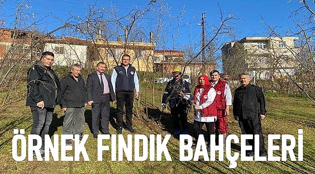 Ordu'da Örnek Fındık Bahçesi sayısı 3 Bini Geçti