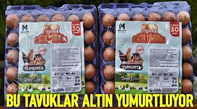 Ordu'da yıllık 18 milyon adet organik yumurta hedefleniyor