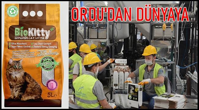 Ordu'dan Dünyaya Kedi Kumu İhraç Ediliyor