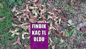 15 Mart 2022 Salı Fındık Fiyatları