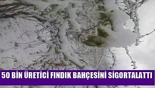 50 üretici dona karşı fındık bahçesine sigorta yaptırdı