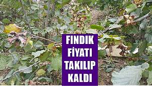 7 Mart Pazartesi güncel fındık fiyatı