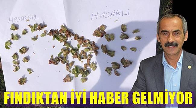 Fındık bahçelerinde yanma var