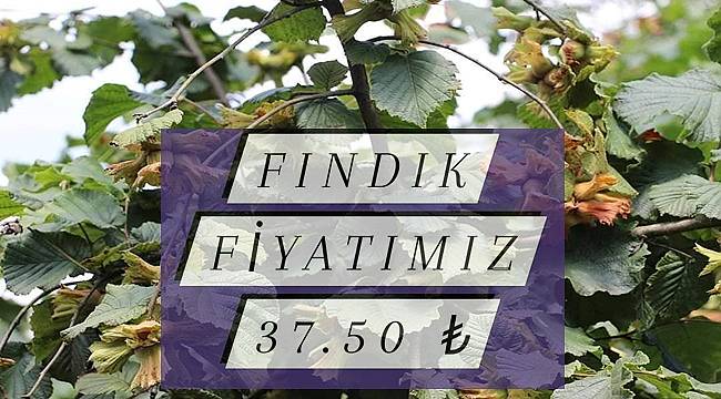 Fındık fiyatı yükseldi 29 Mart Salı fındık fiyatları