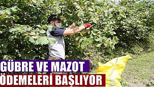 Ordulu Fındık üreticilerine 45 milyon destek ödenecek