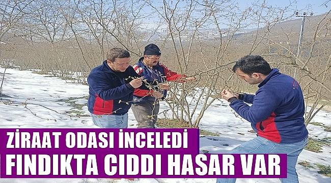 Ordu'da fındığı kar ve soğuk hava vurdu