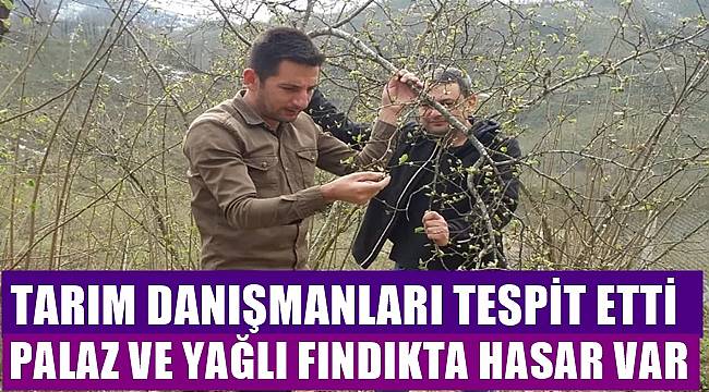 Ordu'da yüksek kesimde yağlı ve palaz fındıkta hasar oluştu