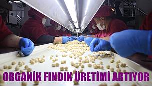 Türkiye'de organik fındık üretimi artıyor