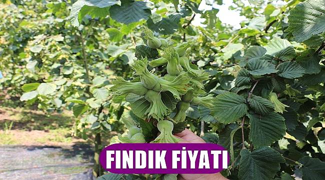 6 Nisan Çarşamba günü fındık fiyatı kaç lira