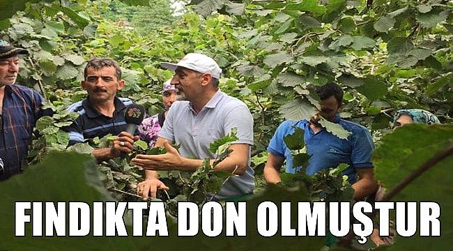 Adıgüzel: Don fındıkta hasara neden olmuştur