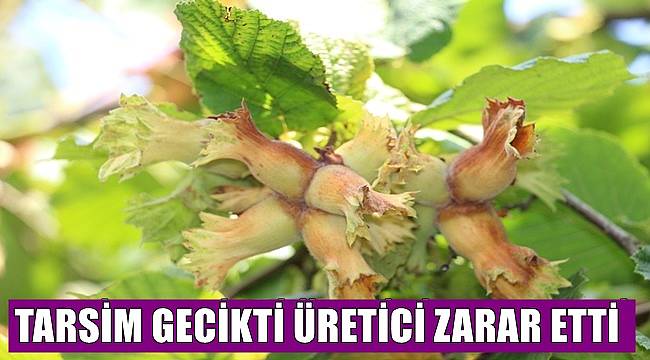 Adıgüzel: Fındık üreticisi geciken TARSİM'den şikayetçi