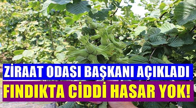 Arslan: Fındıkta ciddi hasar yok!