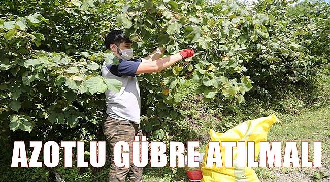 Aydın: Fındığa mutlaka azotlu gübre atılmalı