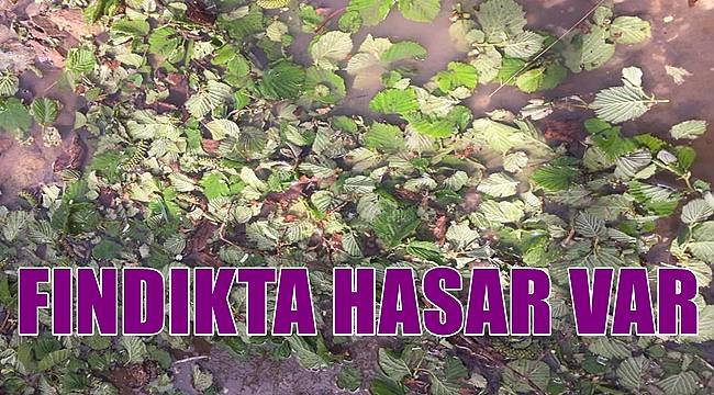 Bahçesinde hasar olan fındık üreticisi TARSİM'e başvursun