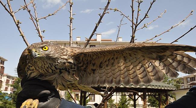Bolu'da yaralanan atmaca tedavi altına alındı