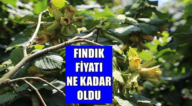 Fındık fiyatı 13 Nisan Çarşamba günü kaç TL?