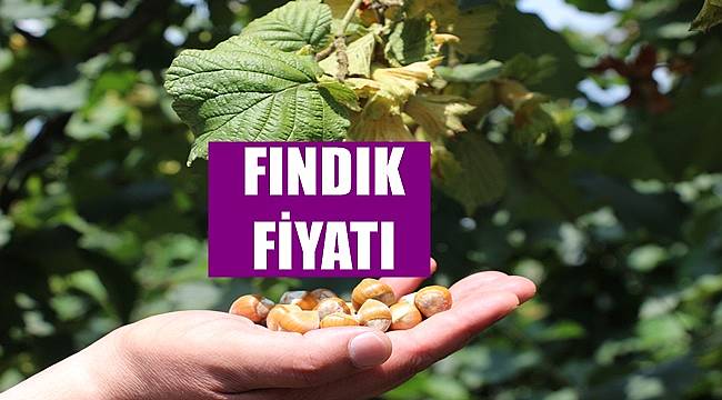Fındık fiyatı 14 Nisan Perşembe günü kaç TL?