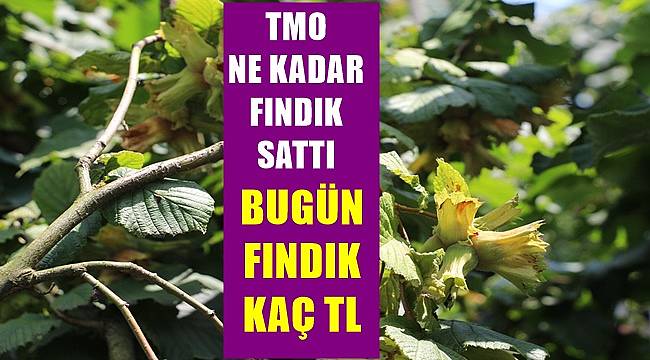 Fındık fiyatı 26 Nisan Salı günü kaç lira?