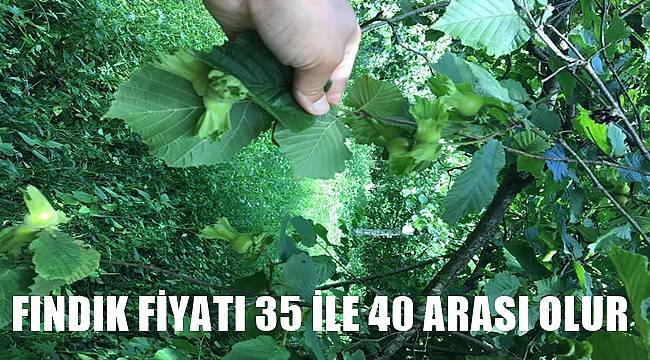Fındık fiyatı 35 ile 40 TL arasında olur