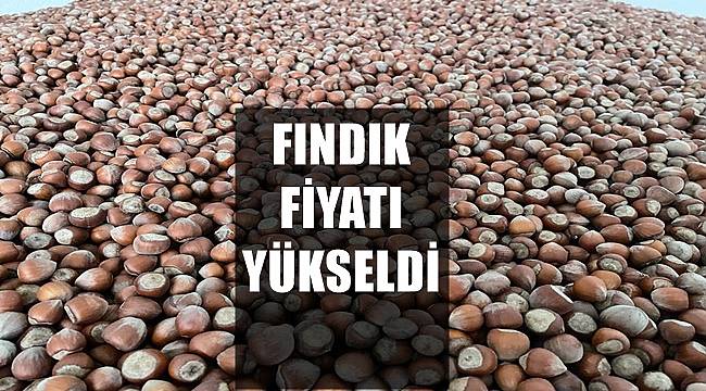 Fındık fiyatı arttı 23 Nisan Cumartesi fındık fiyatları