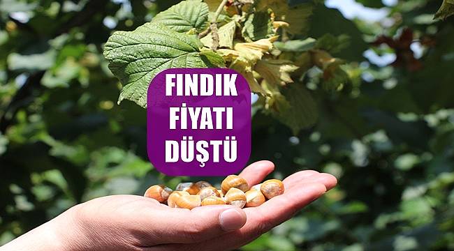 Fındık fiyatı düştü! 7 Mart Perşembe fındık fiyatları