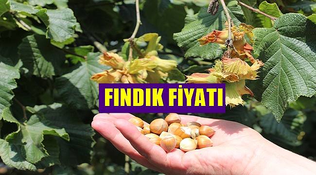 Fındık fiyatı kaç lira 8 Nisan Cuma fındık fiyatı
