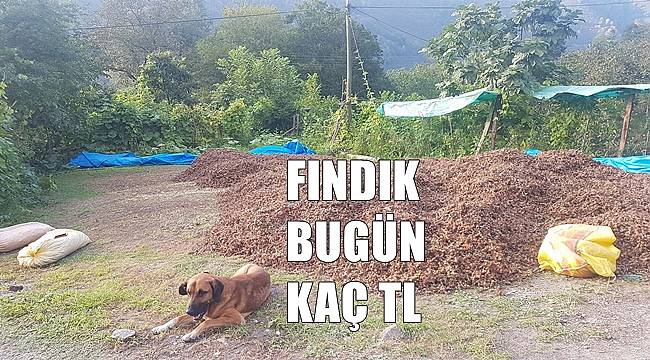 Fındık fiyatı ne kadar oldu? 25 Nisan Pazartesi fındık fiyatları