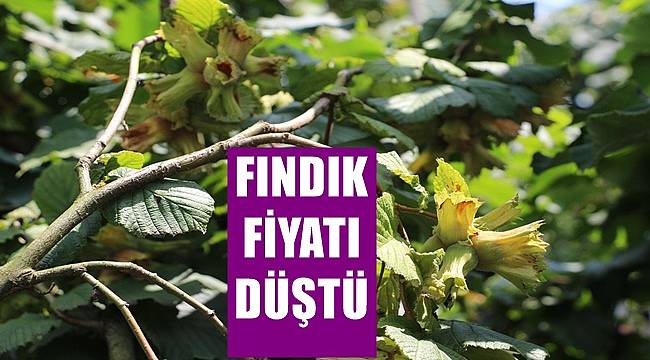 Fındık fiyatında beklenmedik düşüş!