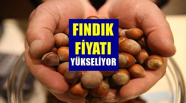 Fındık fiyatları 1 Nisan Cuma günü