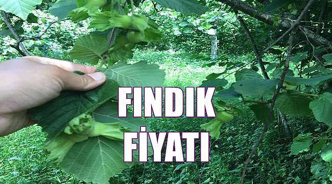 Fındık fiyatları 24 Nisan Pazar günü ne kadar oldu